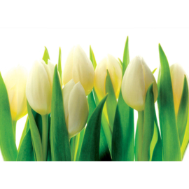 Fotobehang poster 1690 bloemen planten tulpen geel