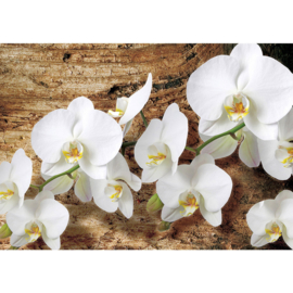 Fotobehang poster 1323 bloemen orchidee wit