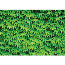 Fotobehang poster 3074 bloemen planten groen natuur klimop