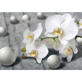 Fotobehang poster 1882 bloemen witte orchidee met parels