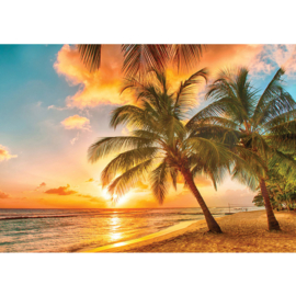 Fotobehang poster 2806 strand palm zonsondergang zee
