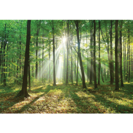 Fotobehang poster 3285 bomen zon groen bos