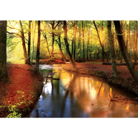 Fotobehang poster 1355 bomen bos water beek
