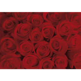 Fotobehang poster 0726 rozen roos rood bloemen