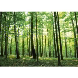 Fotobehang poster 0528 bomen bos groen natuur