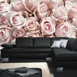 Fotobehang poster 0189 bloemen rozen roos licht roze wit