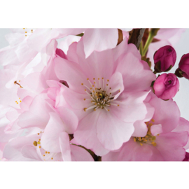 Fotobehang poster 1112 bloemen bloesem roze