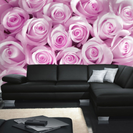 Fotoebehang poster 0186 bloemen rozen roos licht roze paars