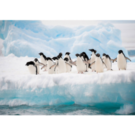 Fotobehang poster 2015 pinguin dieren ijs antartica pool