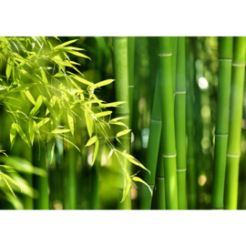Fotobehang poster 0018 bamboo bos bamboe natuur groen jungle