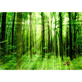 Fotobehang poster 0061 bomen bos groen natuur