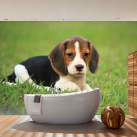 Fotobehang poster 4498 dieren hond beagle puppy