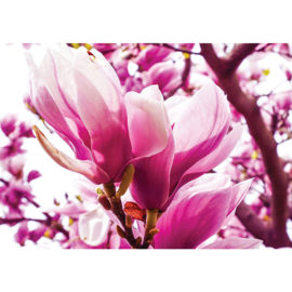 Fotobehang poster 1203 bloemen magnolia roze