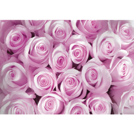 Fotobehang poster 0363 bloemen rozen roos roze