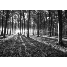 Fotobehang poster 0642 bomen gras planten grijs