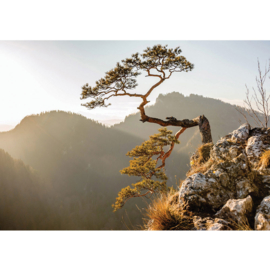 Fotobehang poster 3353 landschap bergen boom
