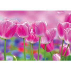 Fotobehang poster 3562 bloemen tulpen roze