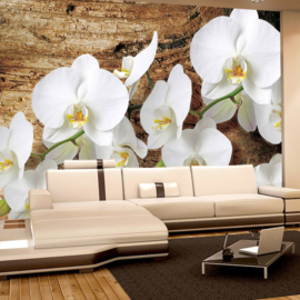 Fotobehang poster 1323 bloemen orchidee wit