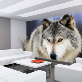Fotobehang poster 2959 dieren roofdier wolf