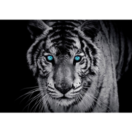 Fotobehang poster 0426 dieren tijger met blauwe ogen