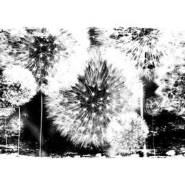 Fotobehang poster 1627 paardenbloem bloem zwart wit plant