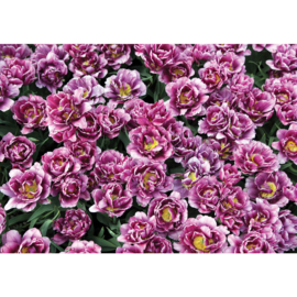 Fotobehang poster 2418 bloemen roze