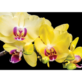 Fotobehang poster 1470 bloemen orchidee geel paars