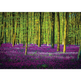 Fotobehang poster 1597 bomen bos planten paars