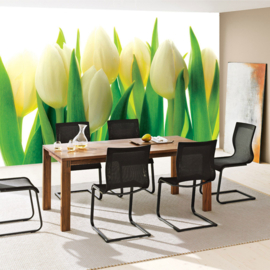 Fotobehang poster 1690 bloemen planten tulpen geel