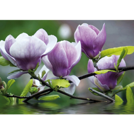 Fotobehang poster 0439 planten bloemen orchidee waterplant