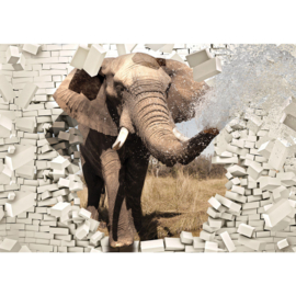 Fotobehang poster 2430 dieren olifant muur