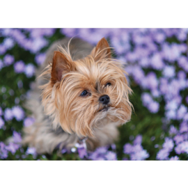 Fotobehang poster 4504 dieren hond yorkshire terrier bloemen