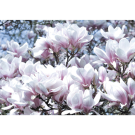 Fotobehang poster 1696 bloemen natuur wit roze