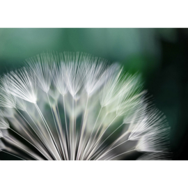 Fotobehang poster 1703 paardenbloem groen wit planten natuur