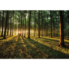 Fotobehang poster 0638 bos natuur bomen zon