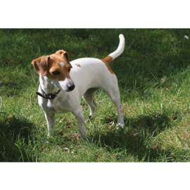 Fotobehang poster 4495 dieren hond jack russel