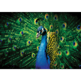 Fotobehang poster 2937 dieren pauw blauw