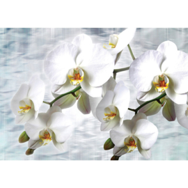 Fotobehang poster 1827 orchidee wit bloemen planten