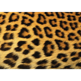 Fotobehang poster 0534 dier leopard luipaardvel