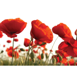 Fotobehang poster 2337 bloemen klaproos rood