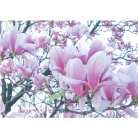 Fotobehang poster 1214 bloemen magnolia