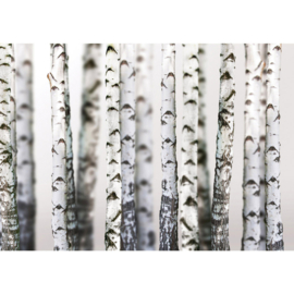 Fotobehang poster 2111 bomen bos berken zwart wit