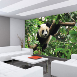 Fotobehang poster 0986 diueren pandabeer bamboe bos