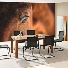 Fotobehang poster 1324 dieren paarden bruin oog paard