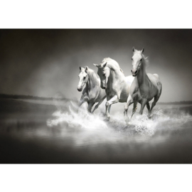 Fotobehang poster 1015 dieren witte paarden zwart wit