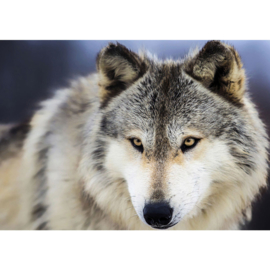 Fotobehang poster 2959 dieren roofdier wolf