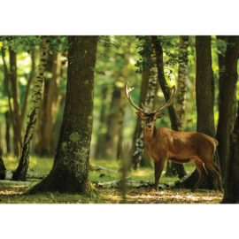 Fotobehang poster 2996 natuur bomen dieren hert