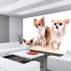 Fotobehang poster 4501 dieren hond chihuahua