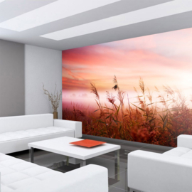 Fotobehang poster 077 bloemen natuur duingras zonsondergang roze lucht
