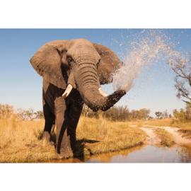 Fotobehang 1295 africa dieren olifant